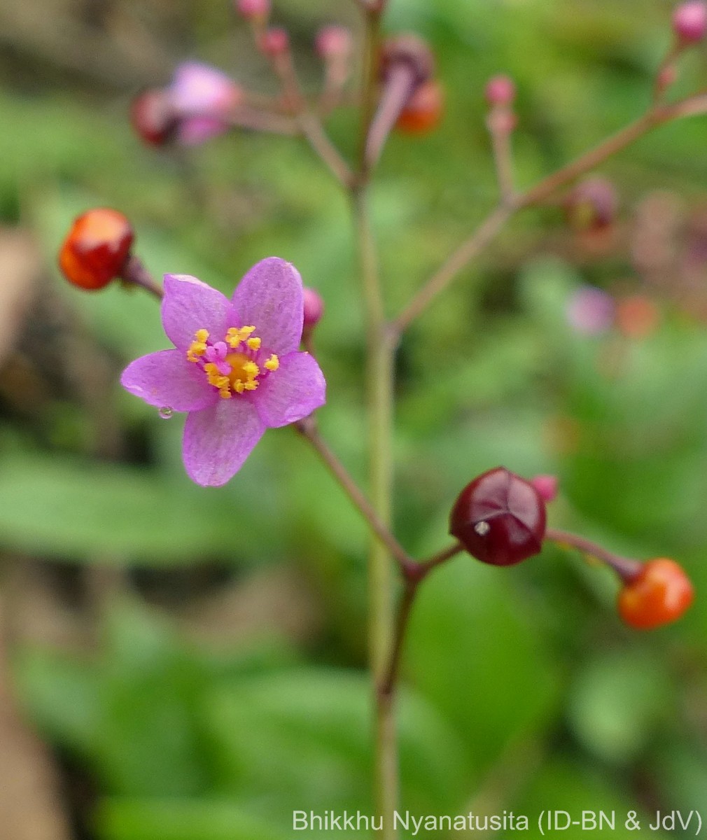 Talinum paniculatum (Jacq.) Gaertn.